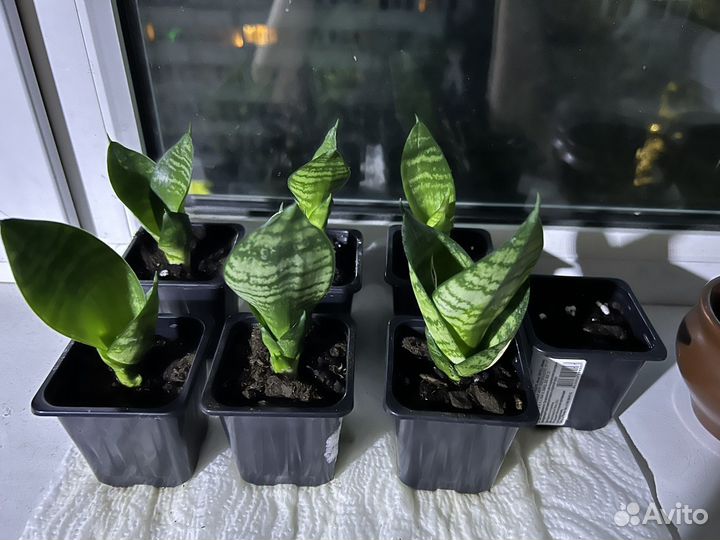 Сансевиерия ханни