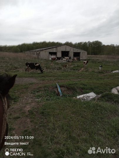 Животноводческая ферма