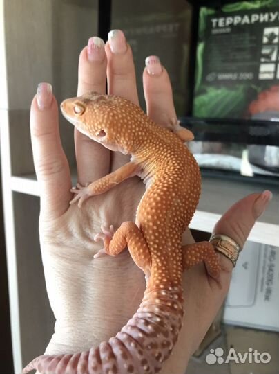 Эублефар самец