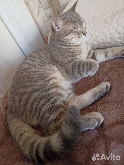 Отдам котика в добрые руки