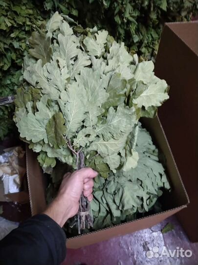 Комплект 40 дубовых веникв для бани