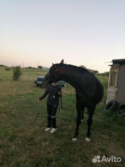 Продам навоз конский