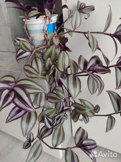 Традесканция зебрина