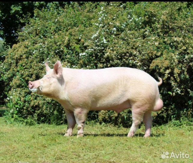 Кабан на племя