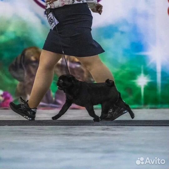 Кобель мопс для вязки с РКФ