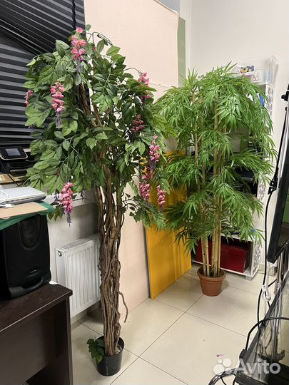 Искуственные деревья (Шефлера)