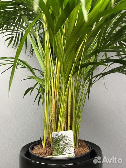 Пальма арека в кашпо H 160