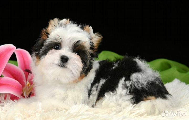 Щенок бивер терьер девочка, шоу