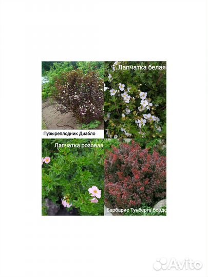 Многолетние растения