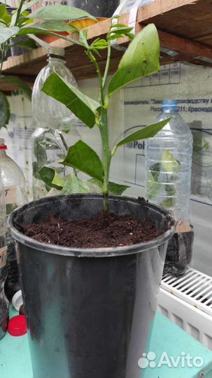 Саженцы лимонов, коломадин, Павловский мандарин