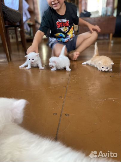 Отдам котят в добрые руки