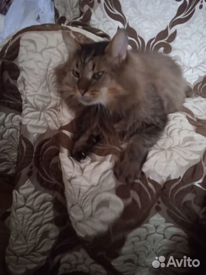 Котик ищет дом