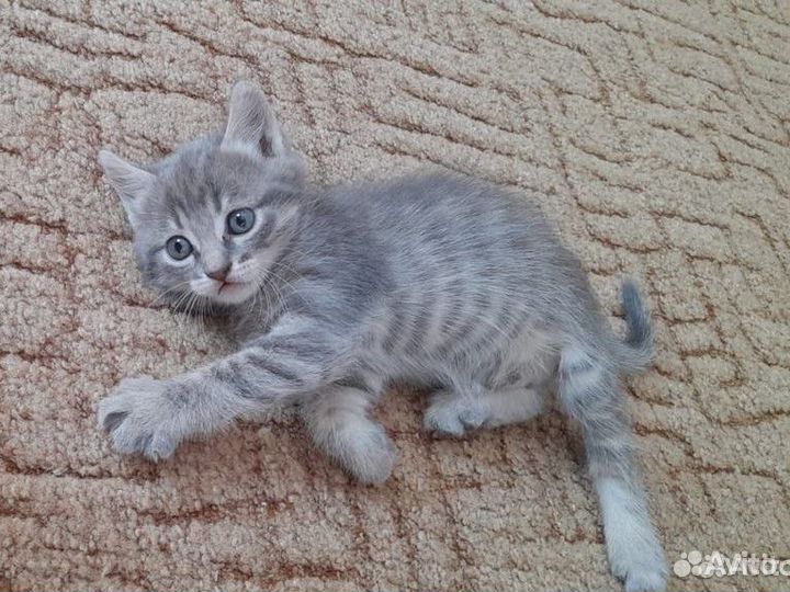 Кошка кот котенок