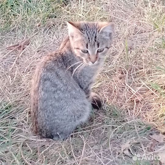 Милые котята