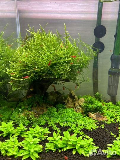 Аквариум 35 литров