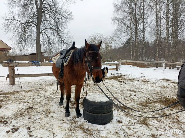 Кобылы тяжеловозные, пони, кареты, тележки, сани