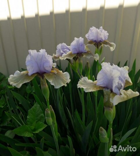 Многолетние цветы для сада