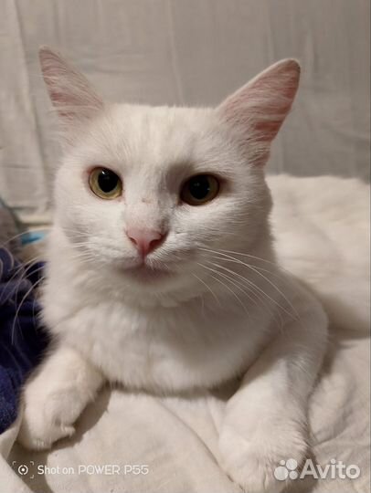 Кошечка в добрые руки