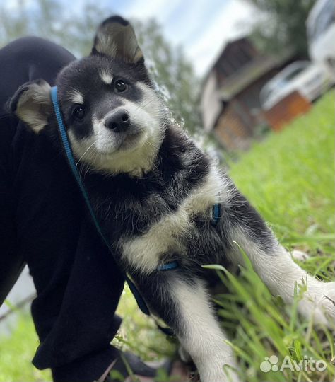 Щенок- девочка в самые лучшие руки