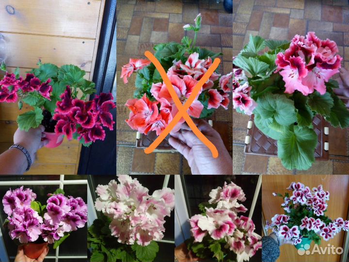 Пеларгония укорененная 40 сортов