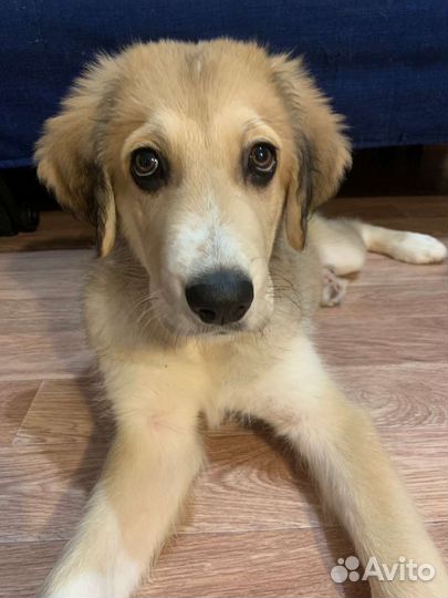 Передержка собак