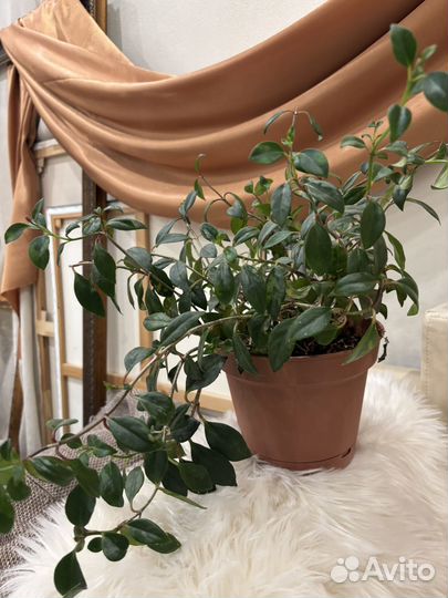 Комнатная растение, цветущее