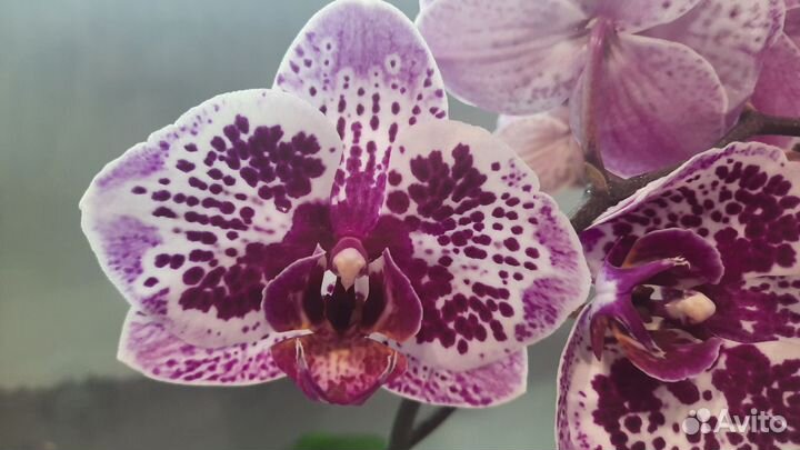 Орхидея фаленопсис