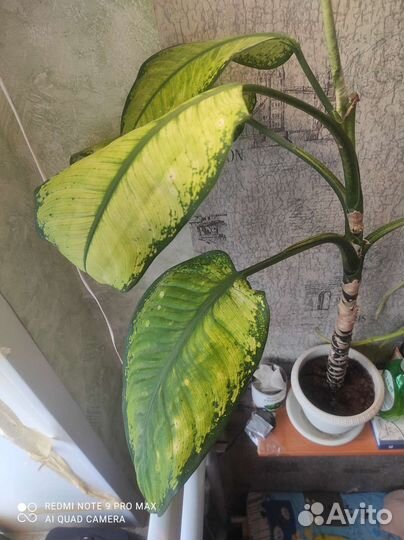 Диффенбахия с горшком