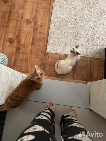 Кот для вязки девон рекс