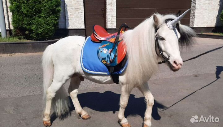 Конь и пони на праздник