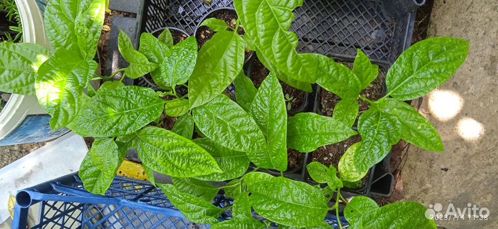 Пассифлора маракуйя