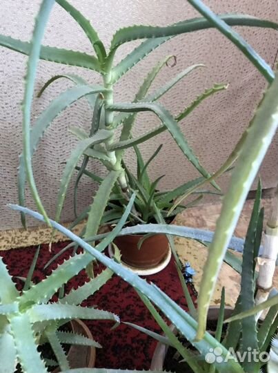 Алоэ 2 горшка с множеством отростков