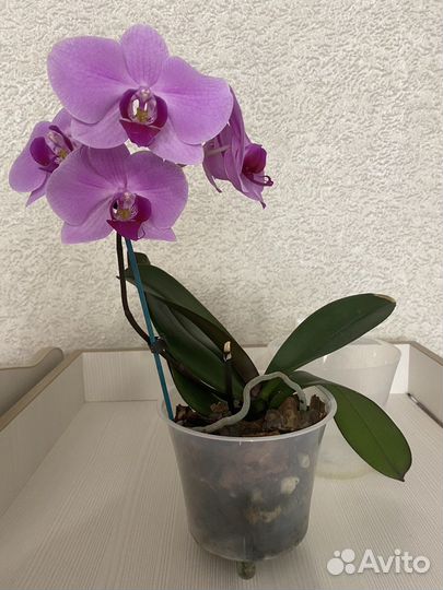 Орхидея фаленопсис