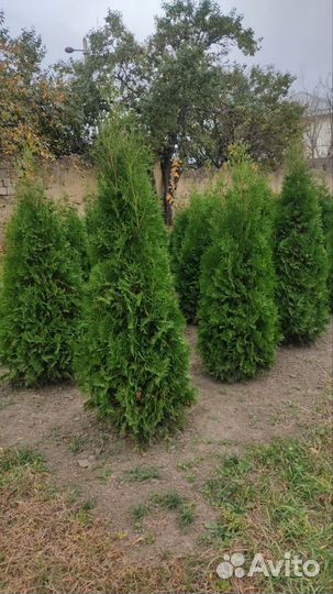 Туи большой выбор