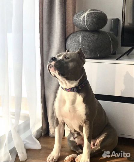 Щенки амстаффа