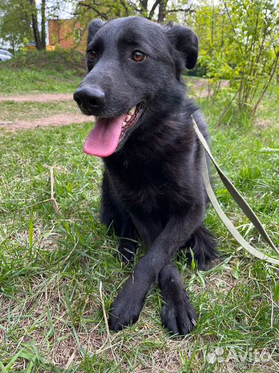 Молодая собака из приюта мечтает о доме