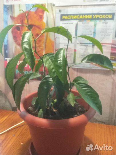 Саженцы мандарина