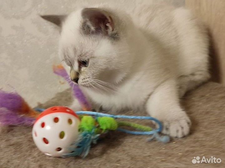 Шотландский котёнок