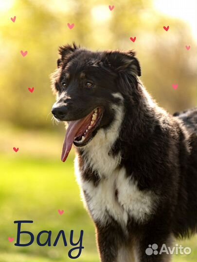 Ищем дом для Балу — пушистого друга