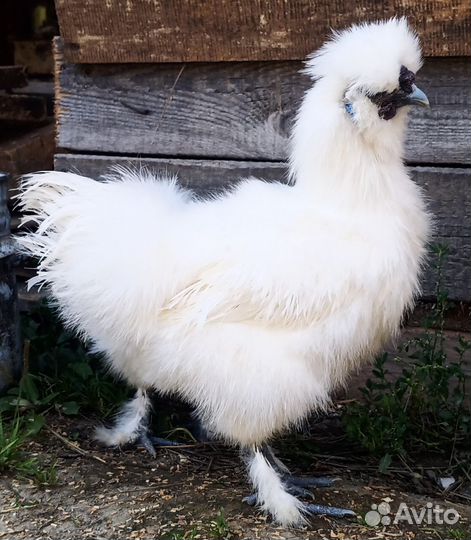 Петушки китайские шелковые