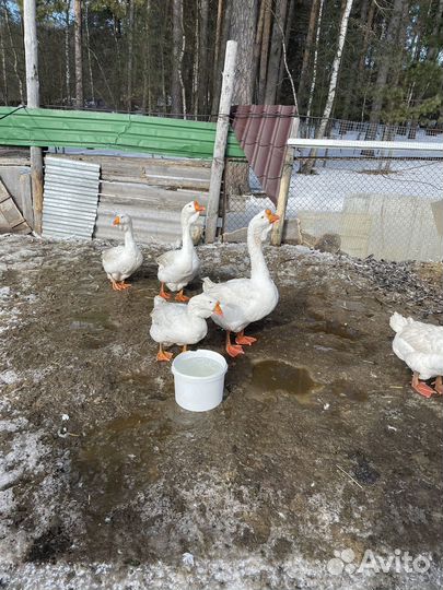 Холмогорские гуси