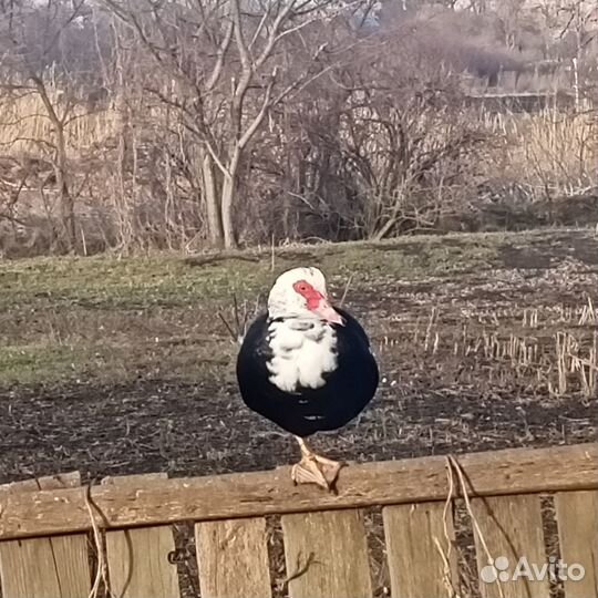 Индоутки, (селезни,яйца,утята)