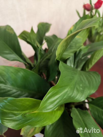 Растения для дома. Спатифиллюм и сансиеверия