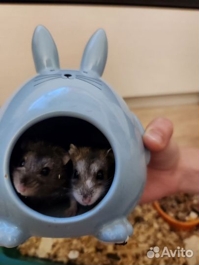 Джунгарский хомяк с клеткой