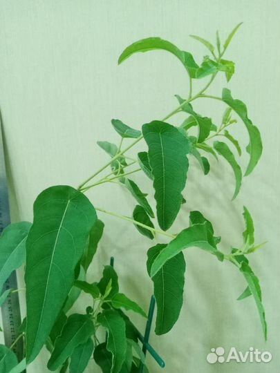 Фикус бенджамина пестролистный и эвкалипт