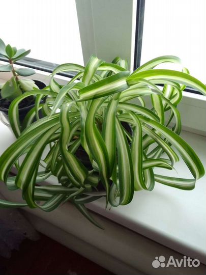 Спатифиллум