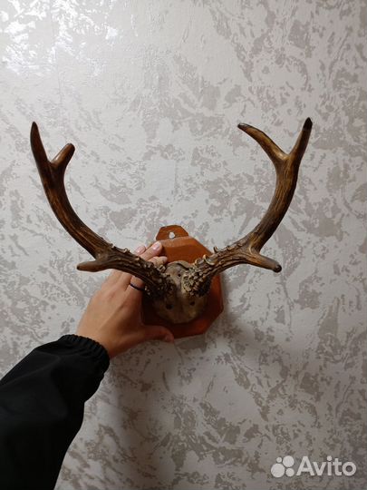 Рога касули