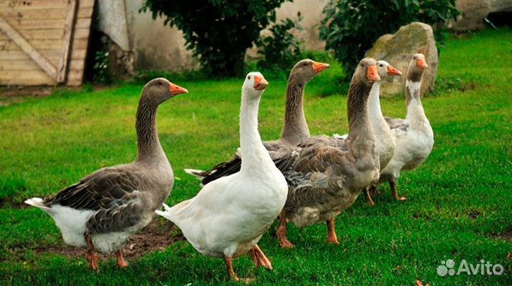 Гуси