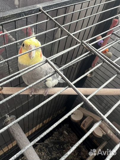 Попугай Корелла