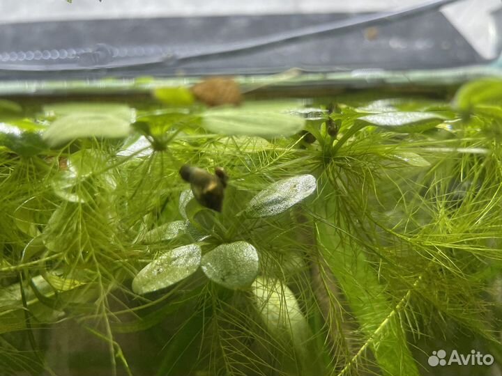 Аквариумные растения